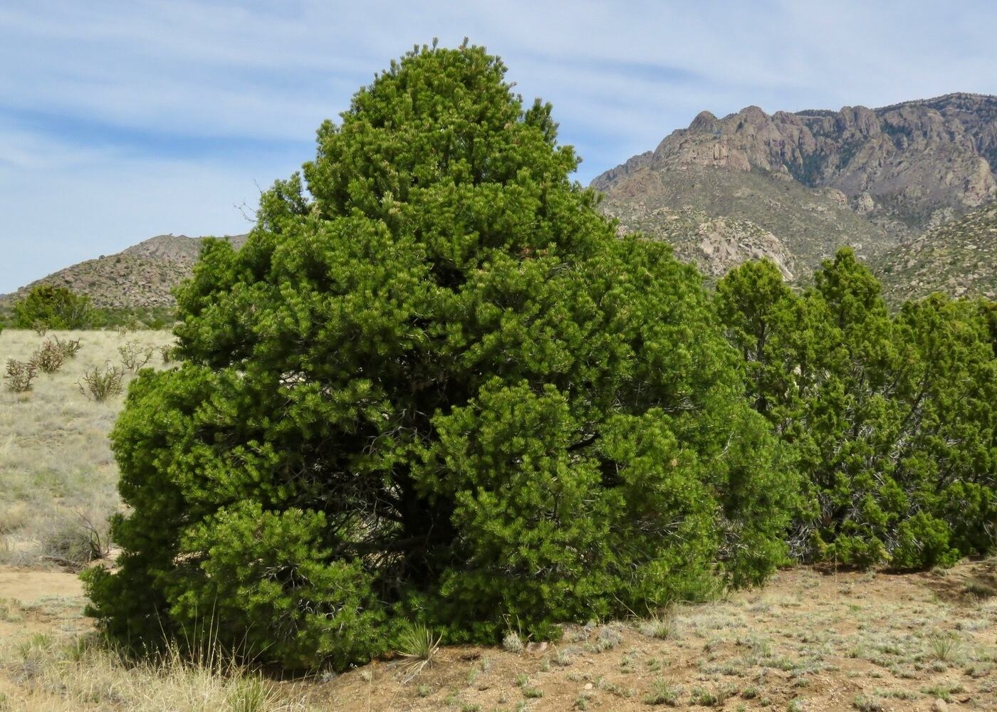 10 New Mexico State Tree Facts Facts
