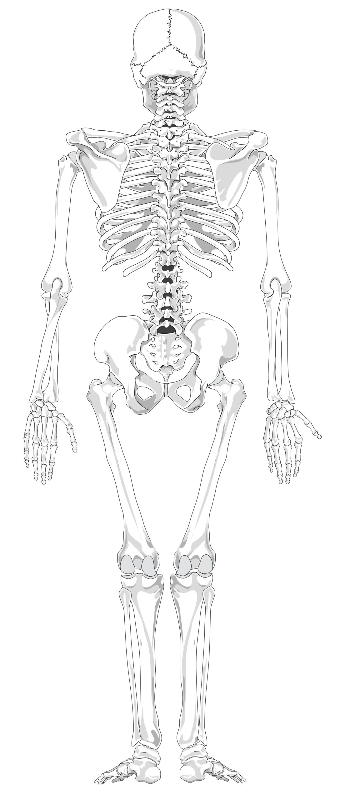 Blank Skeleton Printable