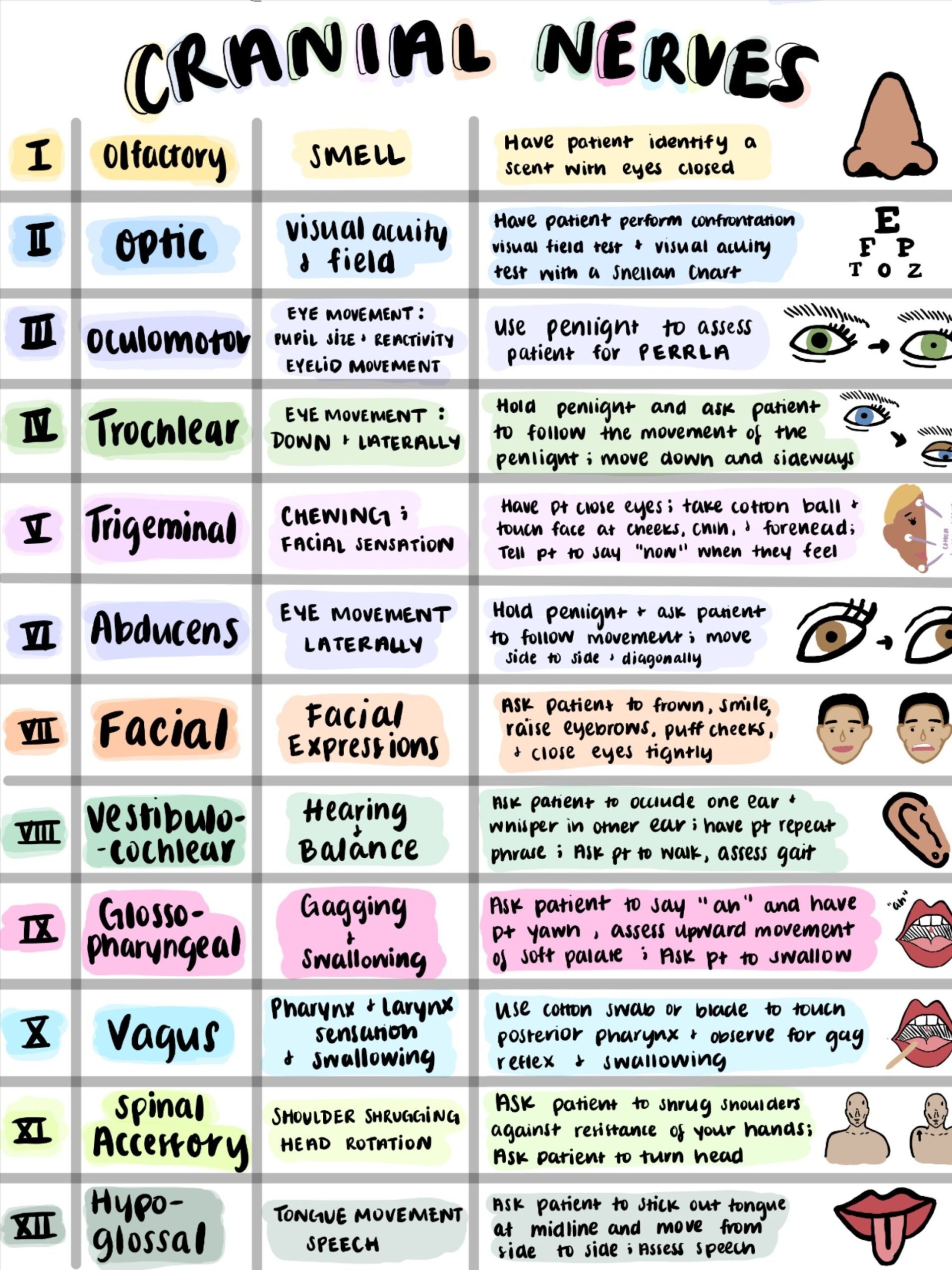Cranial Nerves Cheat Sheet Nursing Assessment Anatomy And Physiology 