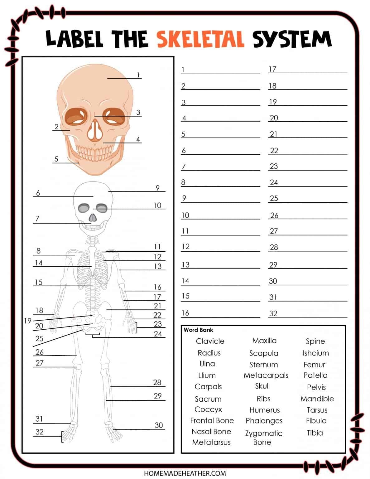 Free Skeletal System Printable Skeletal System Printable Medical