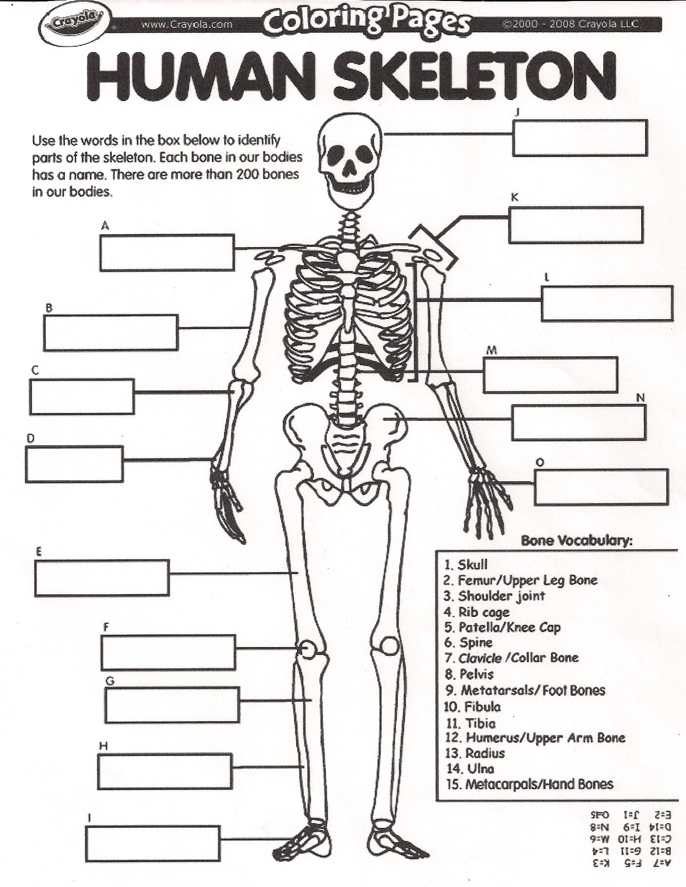 Human Skeleton Diagram For Kids To Label Blank Skeleton Diagram To 