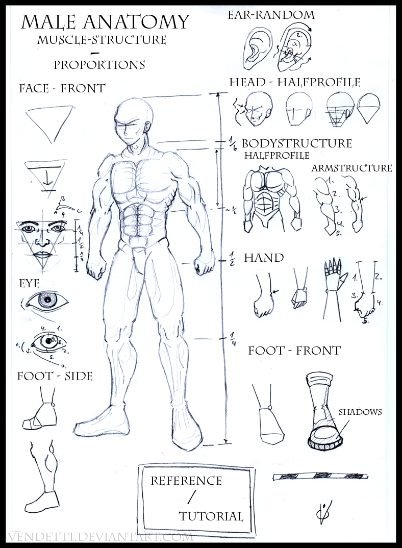 Male Anatomy Reference Sheet By Vendetti On DeviantArt