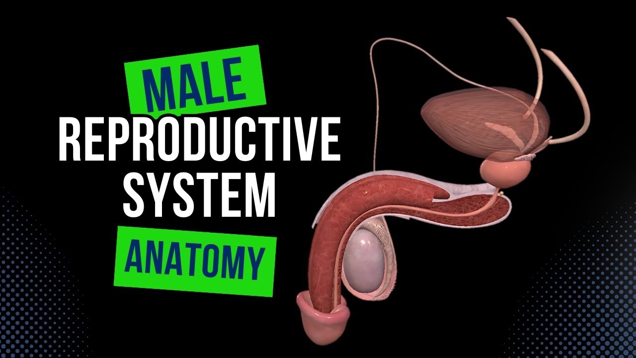 Male Genital Anatomy