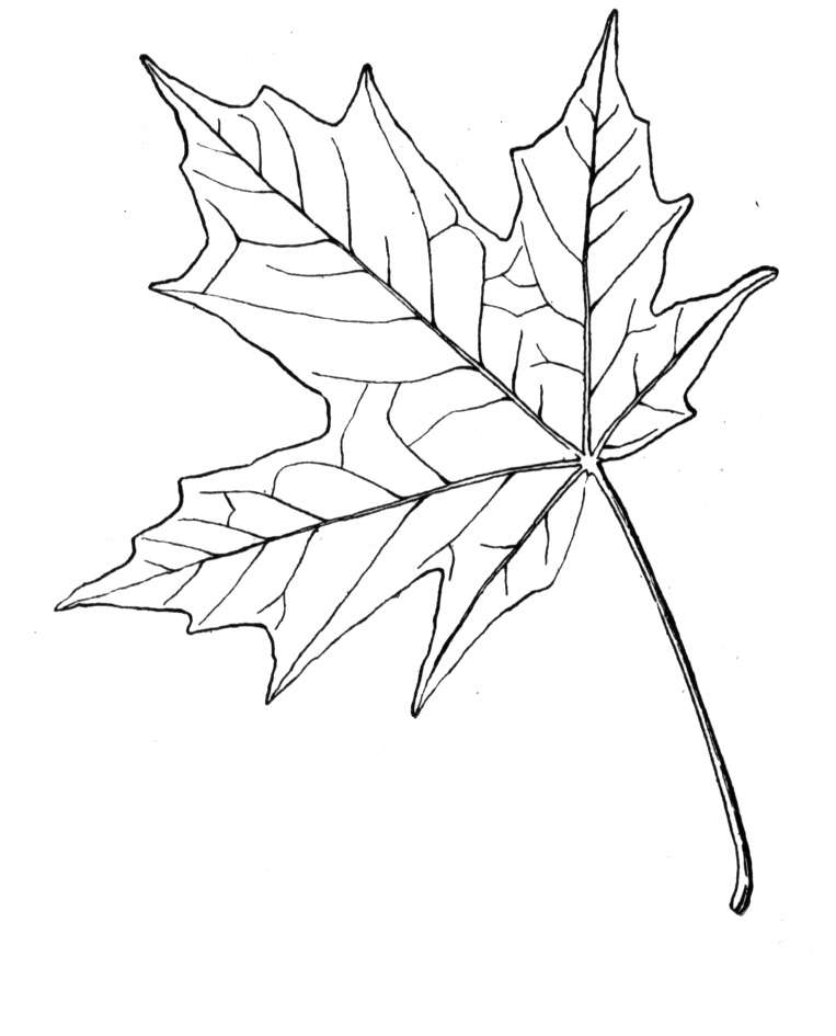 Maple Leaf Coloring Pages Coloring Home