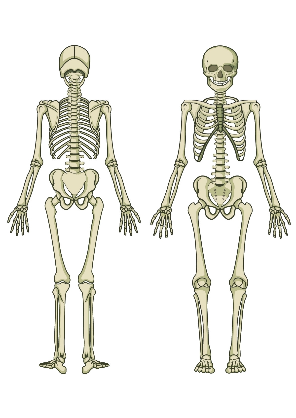 Skeleton Diagram Printable Pictures Human Skeleton Diagram Blank 