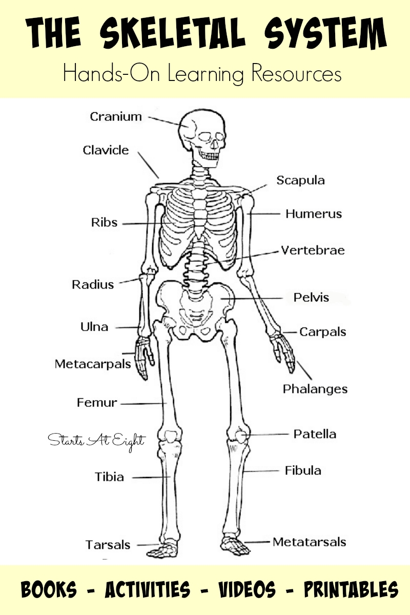 The Skeletal System Hands On Learning Resources StartsAtEight